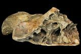 Pleistocene Aged Fossil Bison Skull Section with Horn - Kansas #150448-4